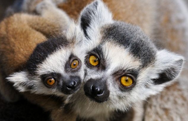 Lemur Species Under Threat Of Extinction